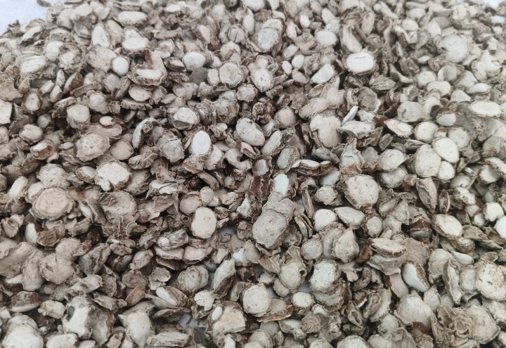 Kalachikai (Fever-Nut) Premium Seeds